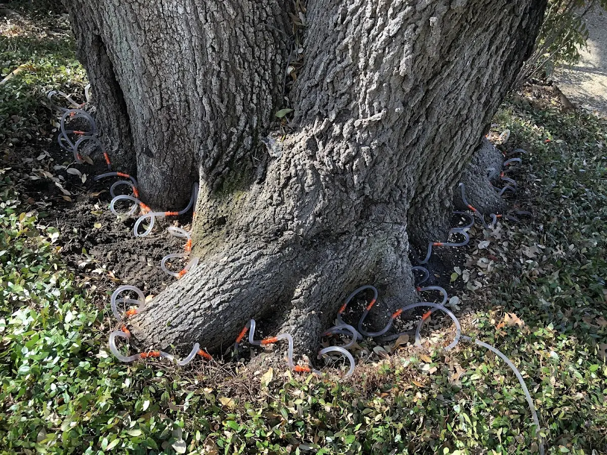 Detailed Tree Cabling and Bracing job site in Terrace Park