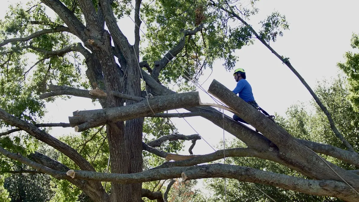 Professional Crown Thinning performed by certified arborists in Terrace Park
